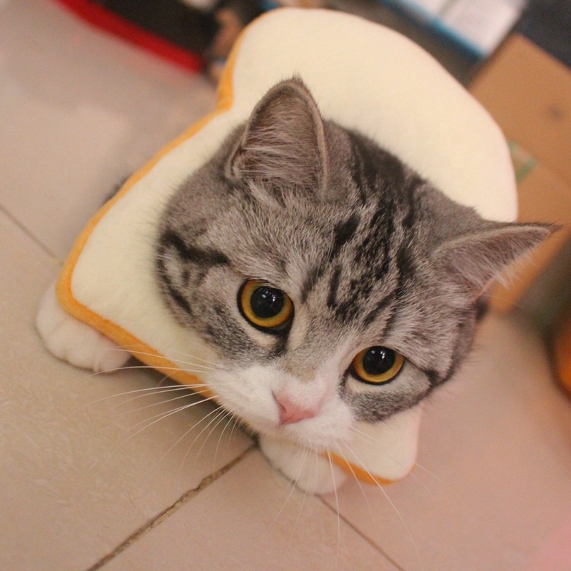 Sandwich de Isabel (Collar Isabelino para Gato) - Imagen 6